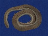 藏品(唐水蛇)的圖片